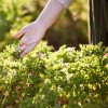 Hand touching rose geranium growing on the Laurel Skin Farm.
